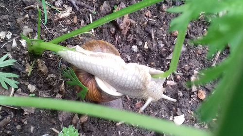 Close-up of lizard on field