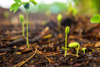 Close-up of plant growing on field
