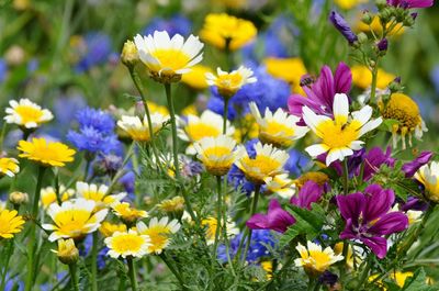 Close-up of fresh purple flowers