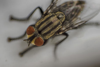 Close-up of insect on white surface