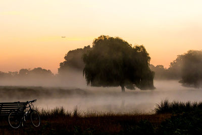 Silhouette of trees at sunset