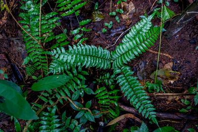 High angle view of fern in forest