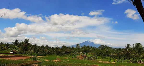 Panoramic view of trees on field against sky