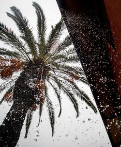 Close-up of palm tree during winter