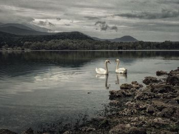 Swan swimming in lake against cloudy sky