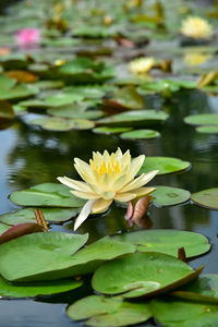 Lotus water lily in lake