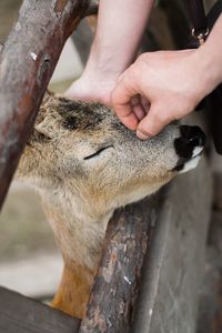 Close-up of hand on tree trunk