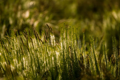 A beautiful green clubmoss close up