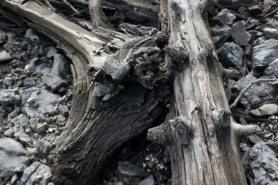 Close-up of tree trunk