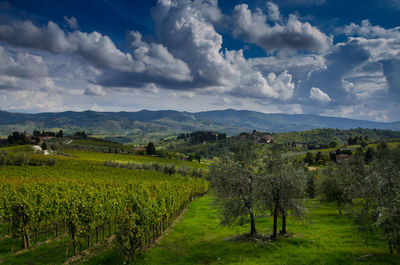 Scenic view of vineyard against sky