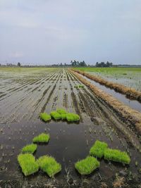 Paddy field in sekinchan, selangor