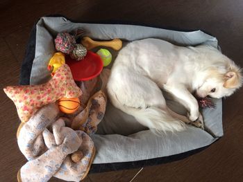 High angle view of a dog sleeping