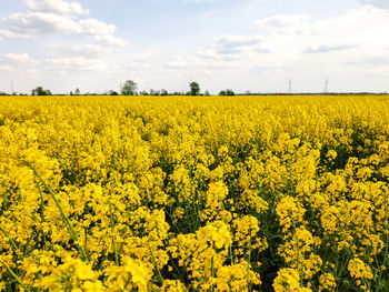 Scenic view of oilseed rape field against sky