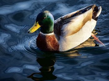 Close-up of mallard duck swimming in lake