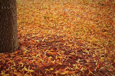 Full frame shot of leaves on field