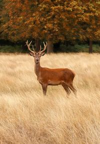 Deer in a field