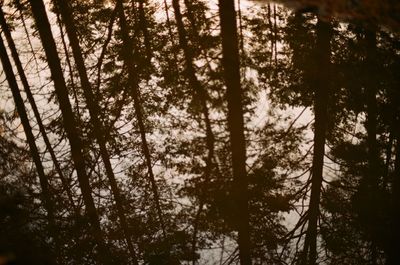 Low angle view of trees in forest