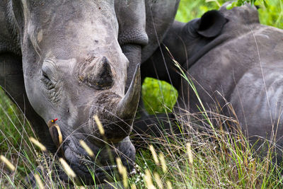 Close-up of rhinoceroses on field