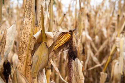 Close-up of wheat growing on field