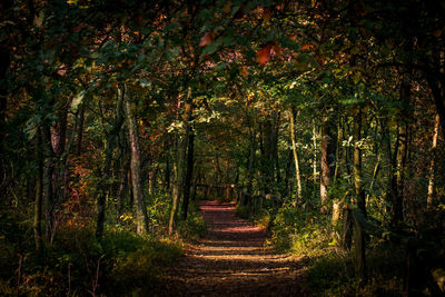 Trees in forest