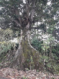 Trees growing in forest