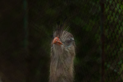 Close-up portrait of a bird