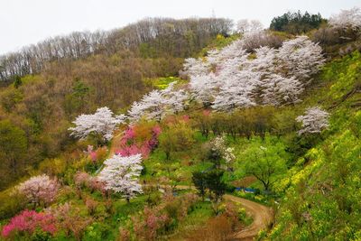 View of plants growing in forest