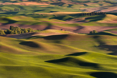 Idyllic shot of green rolling landscape at steptoe butte state park