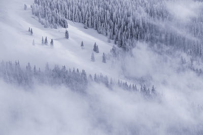 Winter landscape from rodnei mountains. foggy mornings with pine trees in the frozen national park.