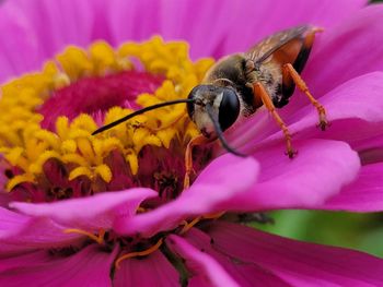 Close-up of bee pollinating on pink flower