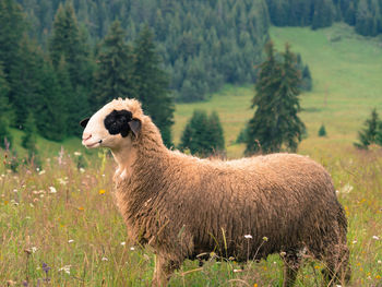 Lion standing in a field