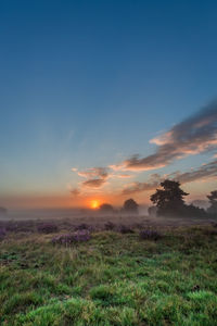 Scenic view of field against sky during sunset