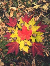 High angle view of maple leaves on land