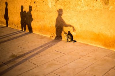 Cat on footpath by wall with shadows during sunset