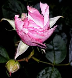 Close-up of pink rose