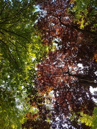 Low angle view of trees in forest