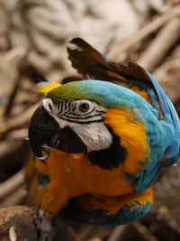 Close-up of a parrot