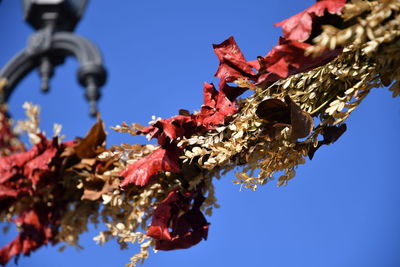 Low angle view of flowering plant against clear blue sky