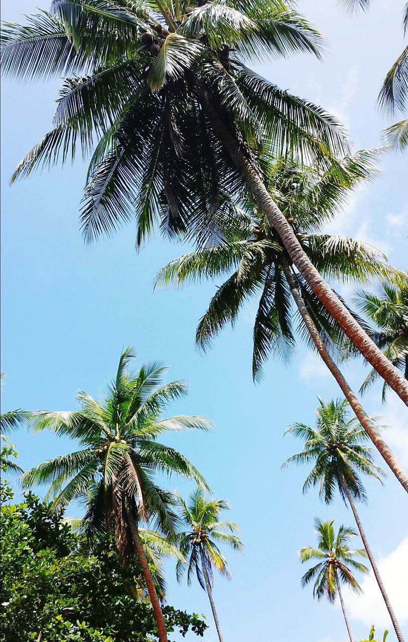 tree, palm tree, low angle view, growth, branch, clear sky, leaf, nature, sky, green color, tree trunk, beauty in nature, tranquility, coconut palm tree, palm leaf, blue, tropical tree, day, outdoors, tropical climate