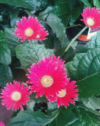 Close-up of flowers blooming outdoors