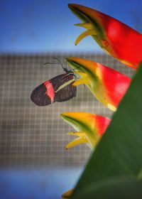 Close-up of butterfly flying against sky