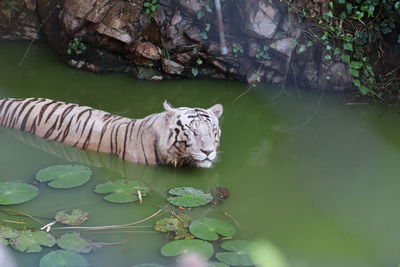 Closeup portrait shot of a white siberian tiger swimming. - image