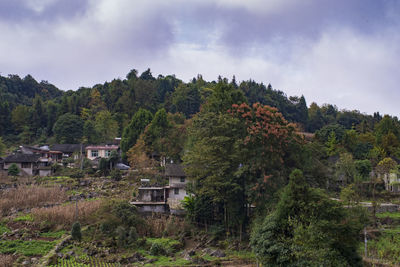 Trees and plants growing on mountain against sky