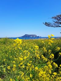 Yellow flowering plants on field against clear sky