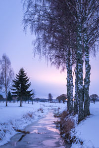 Trees on snow covered field during winter