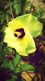 Close-up of insect on yellow flower