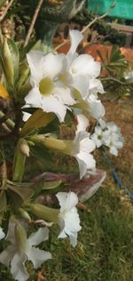 Close-up of white flowering plant