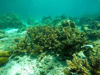 View of coral in sea