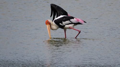 View of bird in lake