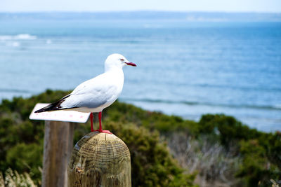 Red-billed gull perching on wooden post against sea